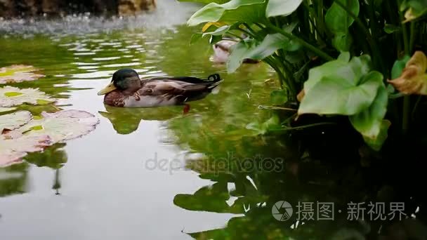 鸭在池塘里游泳视频