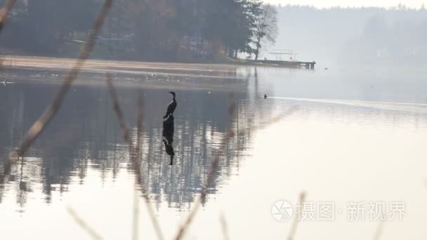 享受明亮的湖的鸟视频