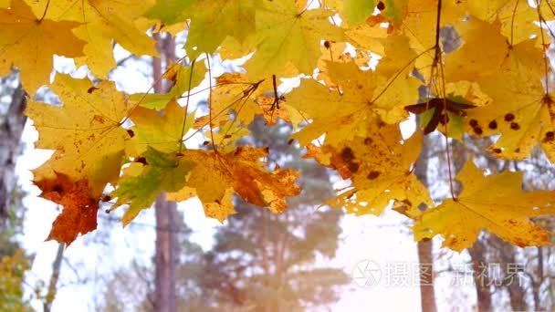 金色的秋叶在风中摇曳视频