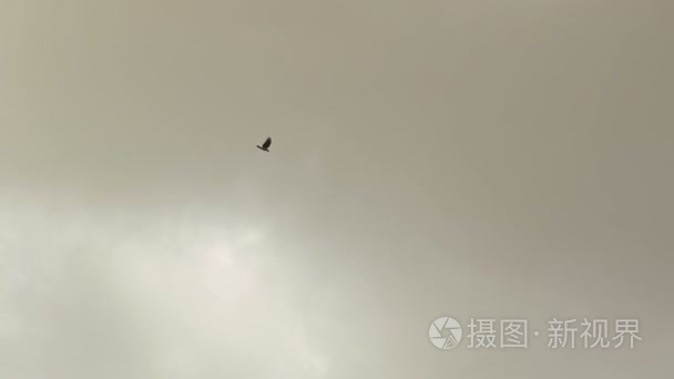 黑鸟在乌云密布的天空中飞翔视频