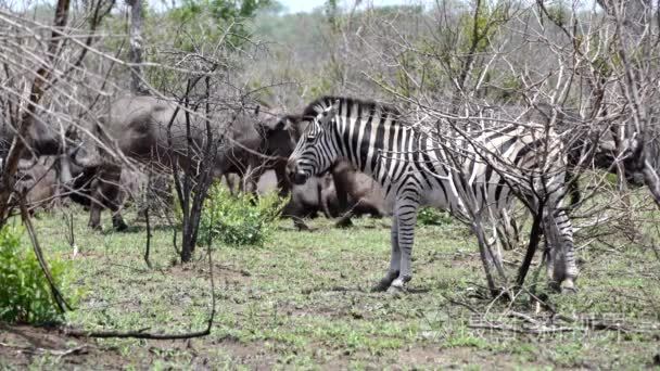 斑马与一群非洲水牛的背景在克鲁格