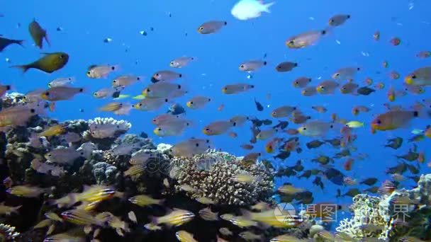 纤细的 cardinalfish Rhabdamia 股薄肌在埃及水下游泳视频