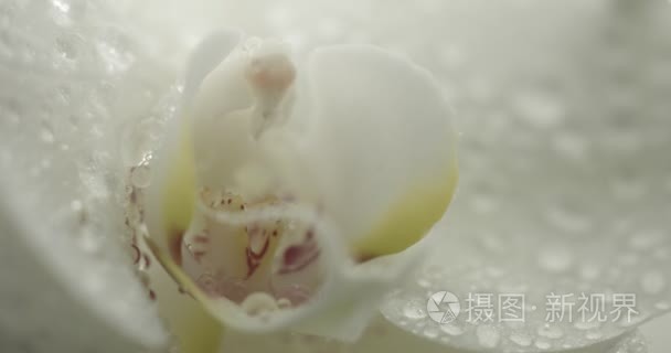 黑色背景上的白色兰花视频