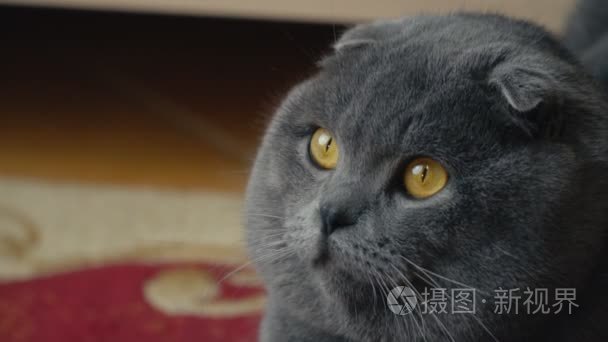 猫下垂的英国人视频