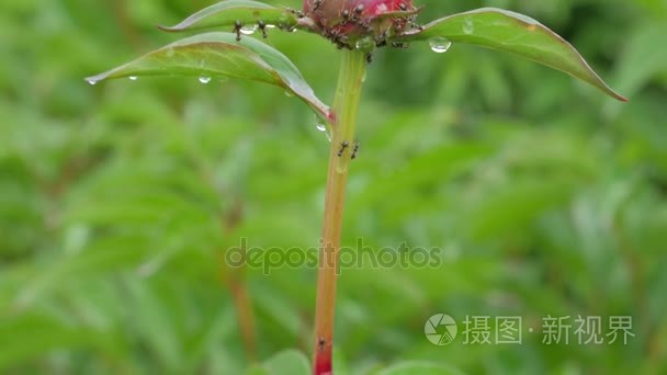 在牡丹花蕾上爬行的蚂蚁视频