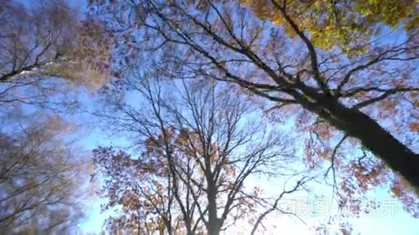 日光照耀的树木视频