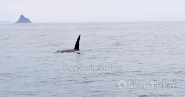 虎鲸违反挪威敦视频