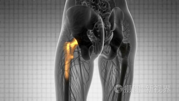 髋骨解剖学医学扫描视频