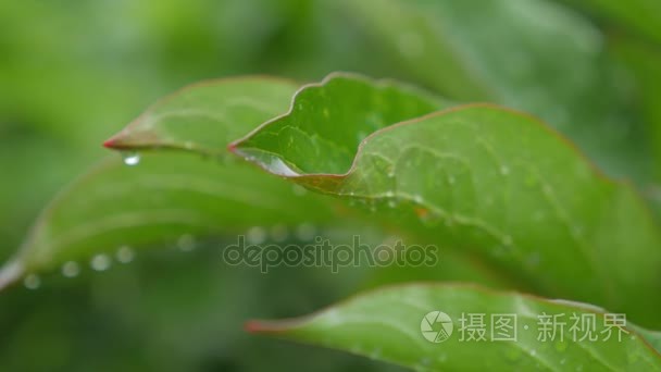 明确的雨滴轻轻摇曳的叶子上形成花纹细致视频