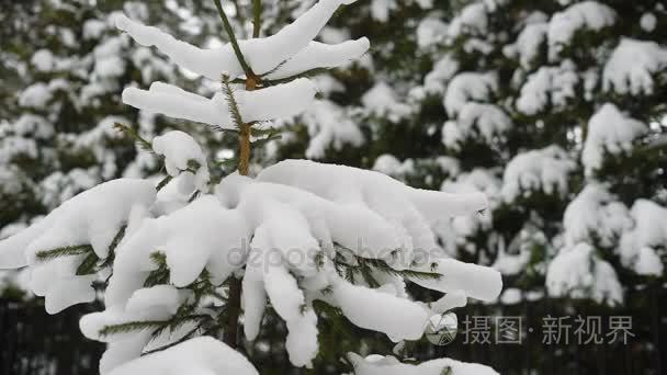 寒冬公园雪中小枞树视频