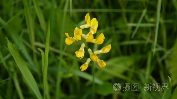 茂盛的草地野生花卉在草地上。录像拍摄静态相机关闭。山黧豆禾