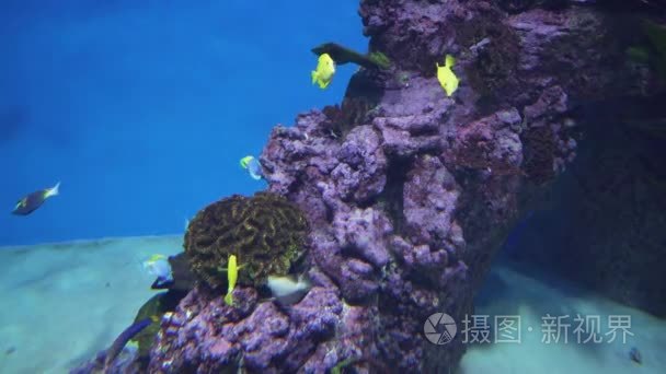 美丽的海洋水族馆与热带鱼类和珊瑚股票视频录像