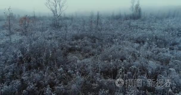 冰冻的冬季自然飞行惊人的植物与雪