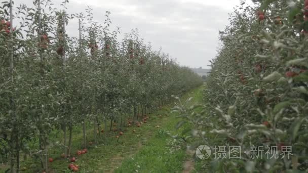 苹果树木园鸟瞰图视频