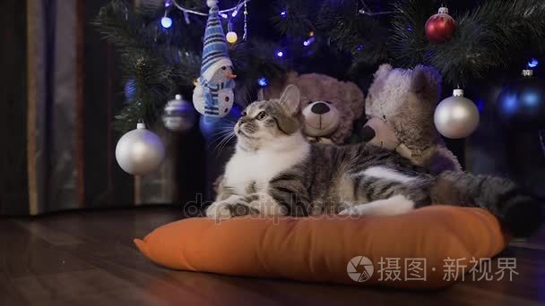一只可爱的小猫躺在一棵装饰着球的圣诞树下的一个橙色枕头上。圣诞假期  晚上