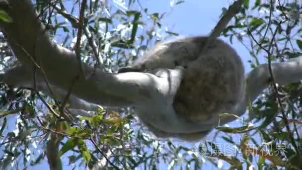 澳洲考拉坚硬看见在树胶树视频