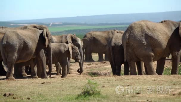 大群大象在阿多大象国家公园视频