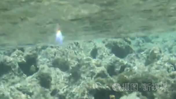 海底珊瑚礁活动视频