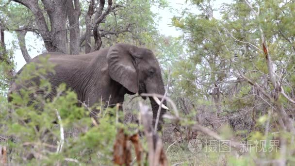 站在灌木丛中的大象视频