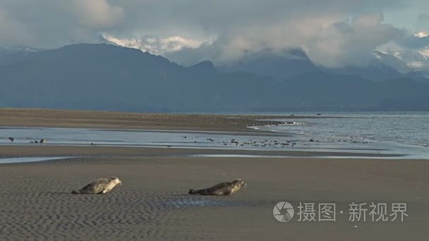 两个修复的封印视频