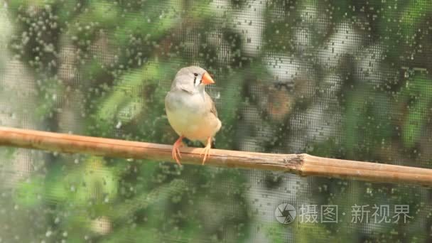 雀科在鲈鱼视频