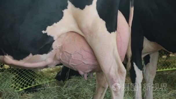荷斯坦奶牛全乳房准备挤奶场视频