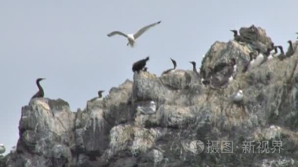 浮游鸬鹚抵御海鸥攻击视频