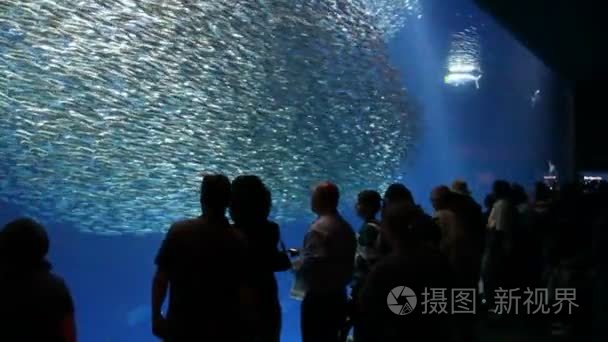 人们在水族馆里看鱼视频