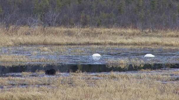 育空湖的天鹅和海狸mov格式视频下载 正版视频编号01jzzs 摄图新视界视频库