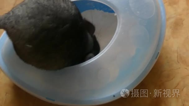 国产灰猫沐浴白沙滩视频