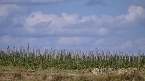 果园红苹果苹果树视频