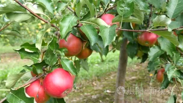 果园红苹果苹果树