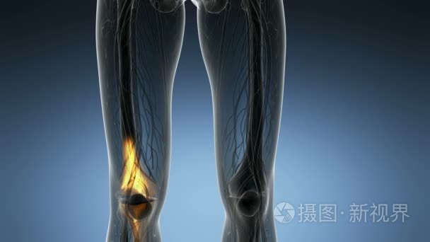膝关节医疗扫描镜头视频