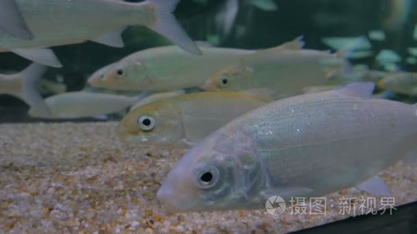 大型水族馆中的银色鱼群游动视频