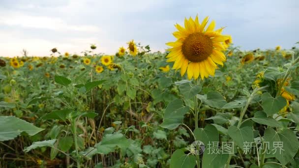 蓝天白云下鲜艳向日葵的田野视频