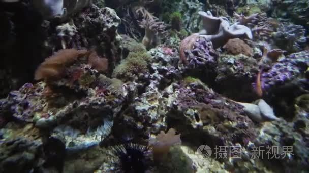 美丽的海洋水族馆与珊瑚股票录像视频