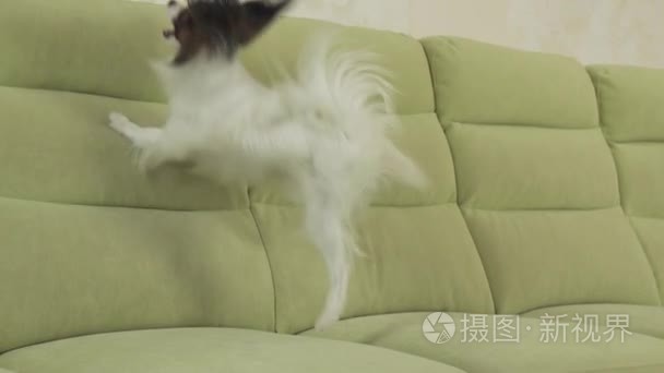 幼犬品种比大陆玩具猎犬狗捕捉大球和播放慢动作股票素材视频