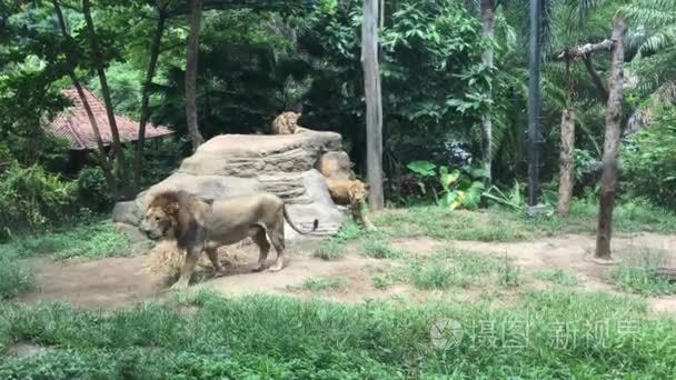 在新加坡动物园关闭狮子。亚洲