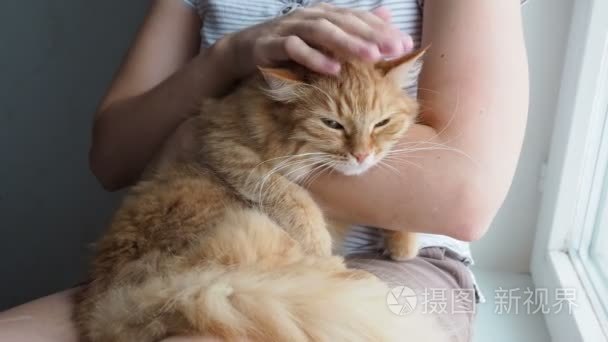 女人抚摸着可爱的姜猫躺在她的怀里。非常蓬松的宠物咕噜关闭眼睛的快感。温馨的家