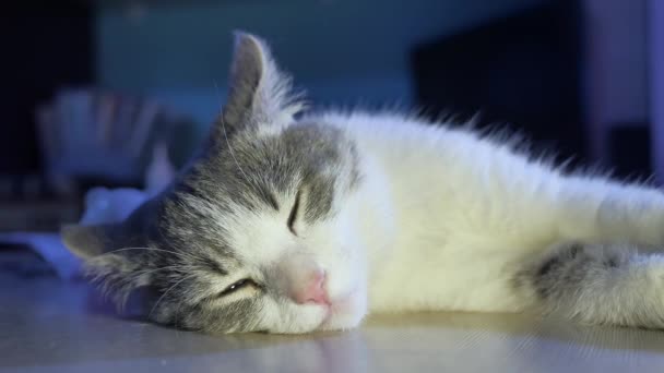 猫宠物室内休息