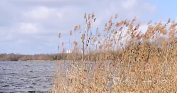 被暴风雨所感动的湖泊中的芦苇视频
