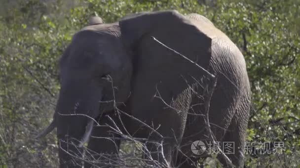 年轻的雄性大象在灌木丛中行走视频