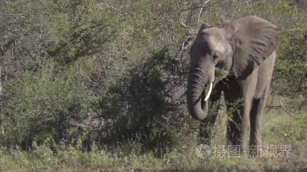 年轻的雄性大象挖根视频