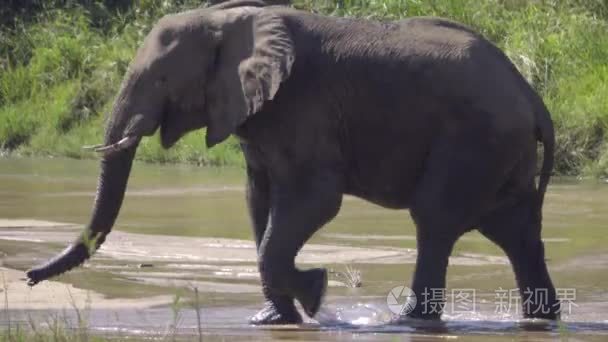 近距离拍摄的大象身体走过河视频