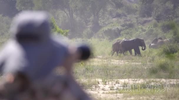 摄影师捕捉远处的大象互动视频