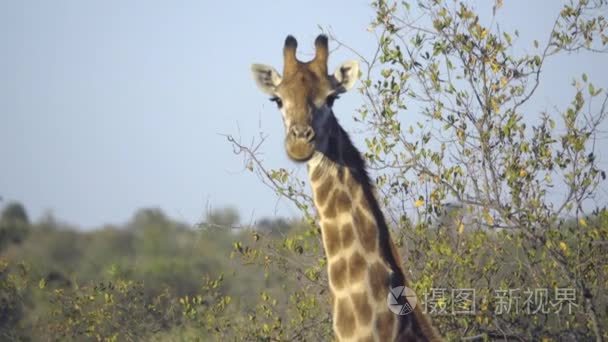 长颈鹿看着相机视频