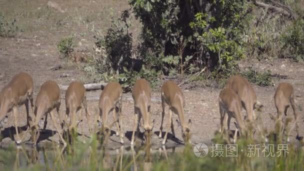 大群黑斑羚饮用视频