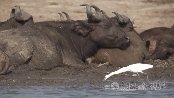 白鹭在慢墨水牛附近捕鱼视频