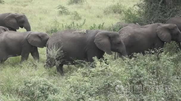 大象群的超级慢墨行走视频