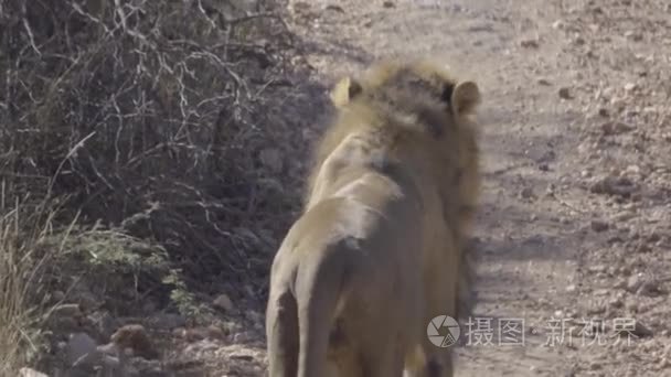 雄狮走入丛林